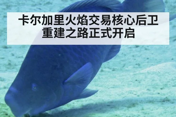 卡尔加里火焰交易核心后卫 重建之路正式开启